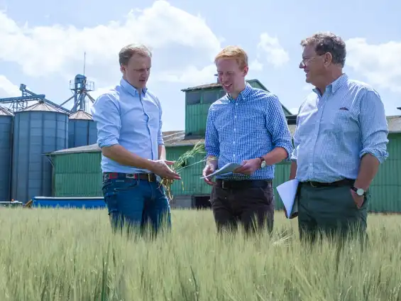 Drei Männer stehen auf einem Getreidefeld